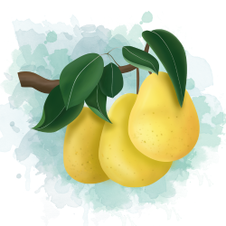 Pear (नाशपाती)