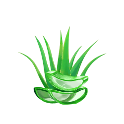 Aloe vera (एलोवेरा)