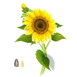 Sunflower (सूरजमुखी)