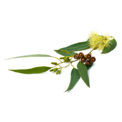 Eucalyptus (सफेदा) (नीलगिरि)