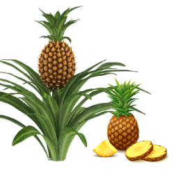 Pineapple (अनानास)