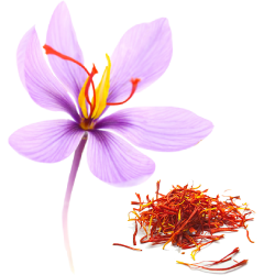 Saffron (केसर)