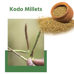 Kodo Millets (कोदो बाजरा)