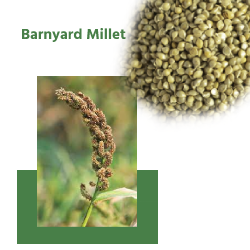 Barnyard Millet (बार्नयार्ड बाजरा)