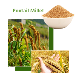 Foxtail Millet (फॉक्सटेल बाजरा)