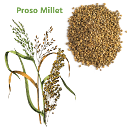 Proso Millet (प्रोसो बाजरा)