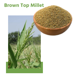 Brown Top Millet (ब्राउन टॉप बाजरा)