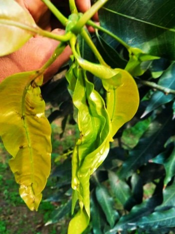 thrips-attack-in-mango-tree