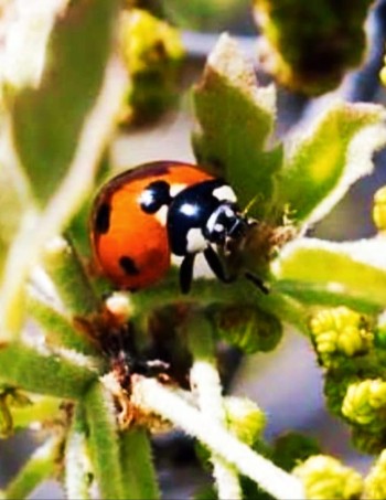 lady0bird-beetle