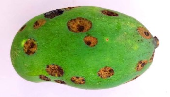 anthracnose disease of mango