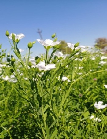 linseed crop flower